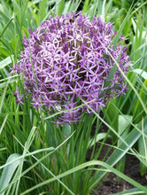 Načíst obrázek do prohlížeče Galerie, Okrasný česnek - "Christophii", 5ks