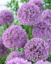 Načíst obrázek do prohlížeče Galerie, Okrasný česnek - "Gladiator", 1ks