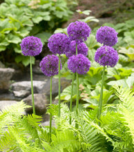 Načíst obrázek do prohlížeče Galerie, Okrasný česnek aflutanský - "Purple Sensation", 5ks