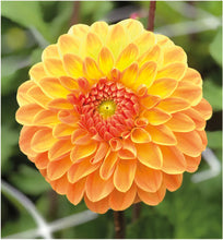 Načíst obrázek do prohlížeče Galerie, Jiřina - "Amber Crystal", 1ks