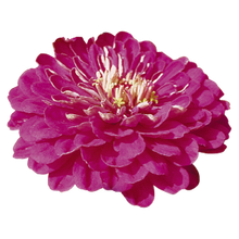 Načíst obrázek do prohlížeče Galerie, Ostálka (Cínie) lepá - "Benary's Giant", Purple