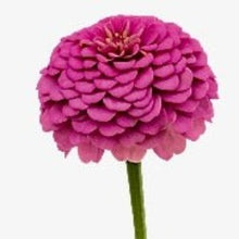 Načíst obrázek do prohlížeče Galerie, Ostálka (Cínie) lepá - "Oklahoma", Carmine