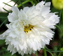 Načíst obrázek do prohlížeče Galerie, Krásenka zpeřená - "Double Click", Snowpuff