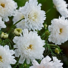 Načíst obrázek do prohlížeče Galerie, Krásenka zpeřená - "Double Click", Snowpuff