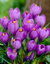 Načíst obrázek do prohlížeče Galerie, Krokus jarní - "Remembrance" 6ks