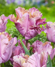 Načíst obrázek do prohlížeče Galerie, Tulipán - "Vovos",4ks