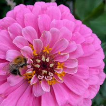 Načíst obrázek do prohlížeče Galerie, Ostálka (Cínie) lepá - "Benary's Giant", Lilac