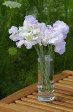 Načíst obrázek do prohlížeče Galerie, Hrachor vonný - "Spencer Arthur Hellyer"