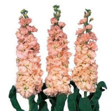 Načíst obrázek do prohlížeče Galerie, Fiala sivá - "Iron", Apricot