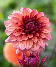 Načíst obrázek do prohlížeče Galerie, Jiřina - "Molly Raven", 1ks