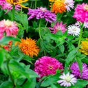 Načíst obrázek do prohlížeče Galerie, Ostálka (Cínie) lepá - "Chrysanthemum", Mix barev