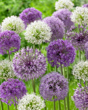 Načíst obrázek do prohlížeče Galerie, Okrasný česnek - "Mount Everest", 1ks