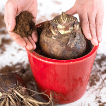 Načíst obrázek do prohlížeče Galerie, Hvězdník (Amaryllis) - "Double King", 1ks