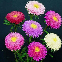 Načíst obrázek do prohlížeče Galerie, Astra čínská - "Standy", Mix Barev