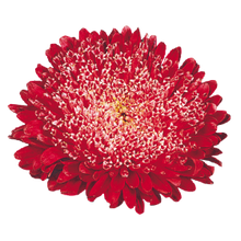 Načíst obrázek do prohlížeče Galerie, Astra čínská - "Matador", Fiery Red