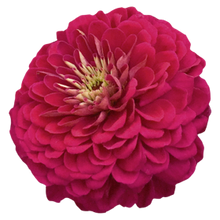 Načíst obrázek do prohlížeče Galerie, Ostálka (Cínie) - "Benary's Giant", Wine