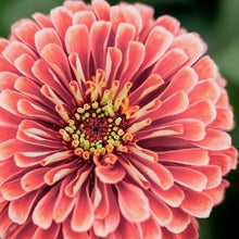 Načíst obrázek do prohlížeče Galerie, Ostálka (Cínie) lepá - "Benary's Giant", Salmon Rose