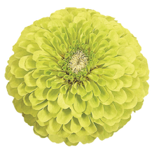 Načíst obrázek do prohlížeče Galerie, Ostálka (Cínie) lepá - "Benary's Giant", Lime