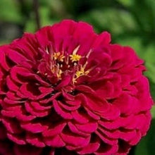 Načíst obrázek do prohlížeče Galerie, Ostálka (Cínie) - "Benary's Giant", Wine