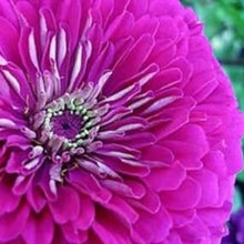 Načíst obrázek do prohlížeče Galerie, Ostálka (Cínie) lepá - "Benary's Giant", Purple