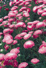 Načíst obrázek do prohlížeče Galerie, Astra čínská - "Standy", Carmine Red