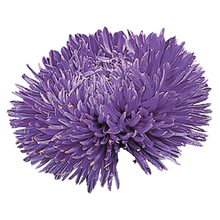 Načíst obrázek do prohlížeče Galerie, Astra čínská - "Gala", Blue