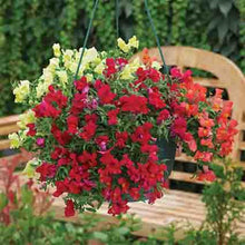 Načíst obrázek do prohlížeče Galerie, Hledík větší převislý - "F1 CANDY Showers", Yellow