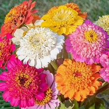 Načíst obrázek do prohlížeče Galerie, Ostálka (Cínie) Elegans - "Cupcake", Mix barev