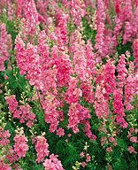 Načíst obrázek do prohlížeče Galerie, Ostrožka stračka - " Imperialis", Salmon Beauty