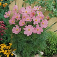 Načíst obrázek do prohlížeče Galerie, Krásenka zpeřená - "Sonata", Pink