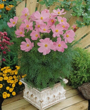 Načíst obrázek do prohlížeče Galerie, Krásenka zpeřená - "Sonata", Pink