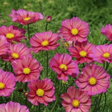 Načíst obrázek do prohlížeče Galerie, Krásenka zpeřená - "Xsenia"