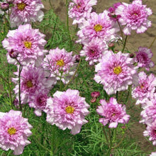 Načíst obrázek do prohlížeče Galerie, Krásenka zpeřená -"Double Click", Bicolour Pink