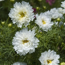 Načíst obrázek do prohlížeče Galerie, Krásenka zpeřená - "Double Click", Snowpuff