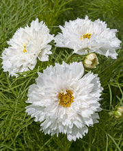 Načíst obrázek do prohlížeče Galerie, Krásenka zpeřená - "Double Dutch", White