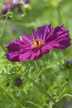 Načíst obrázek do prohlížeče Galerie, Krásenka zpeřená - "Fizzy Purple"