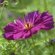 Načíst obrázek do prohlížeče Galerie, Krásenka zpeřená - "Fizzy Purple"