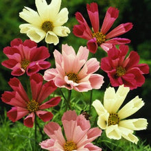 Načíst obrázek do prohlížeče Galerie, Krásenka zpeřená - "Sea Shells", Mix barev