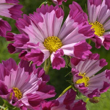 Načíst obrázek do prohlížeče Galerie, Krásenka zpeřená - "Sea Shells", Red