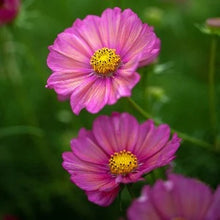 Načíst obrázek do prohlížeče Galerie, Krásenka zpeřená - "Xsenia"