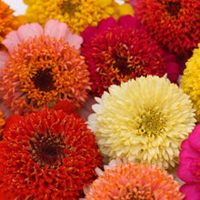 Načíst obrázek do prohlížeče Galerie, Ostálka (Cínie) Elegans - "Cupcake", Mix barev