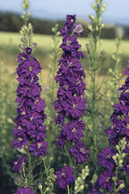 Načíst obrázek do prohlížeče Galerie, Ostrožka zahradní - "Imperialis", "Blue Spire"