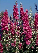 Načíst obrázek do prohlížeče Galerie, Ostrožka stračka - "QIS", Carmine