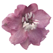 Načíst obrázek do prohlížeče Galerie, Ostrožka vyvýšená - "Magic Fountain", Cherry Blossom White Bee