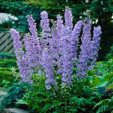 Načíst obrázek do prohlížeče Galerie, Ostrožka "Pacific Giant", Guinevere