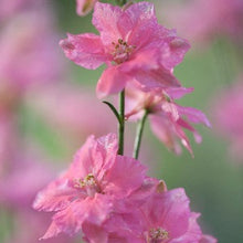 Načíst obrázek do prohlížeče Galerie, Ostrožka stračka - " Imperialis", Salmon Beauty