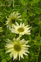 Načíst obrázek do prohlížeče Galerie, Slunečnice útlá - "Italian Green Heart"