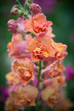 Načíst obrázek do prohlížeče Galerie, Hledík větší - "Madame Butterfly", Bronze