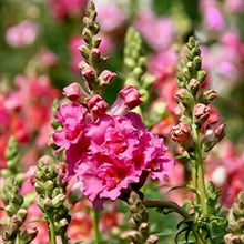 Načíst obrázek do prohlížeče Galerie, Hledík větší - "Madame Butterfly", Rose