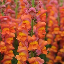 Načíst obrázek do prohlížeče Galerie, Hledík větší - "Potomac", Dark Orange